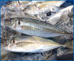 夏が旬のお魚とおいしい食べ方