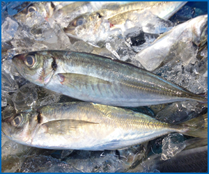 夏が旬のお魚とおいしい食べ方